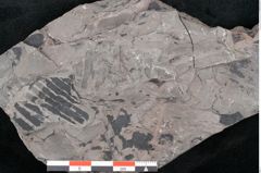 Foto (Detailansicht) von Dioonites permaeformis Schenk (NHMW-GEO-2024-0188-10642)